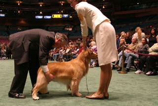 Illustration for article titled Wrapping Up The Westminster Dog Show